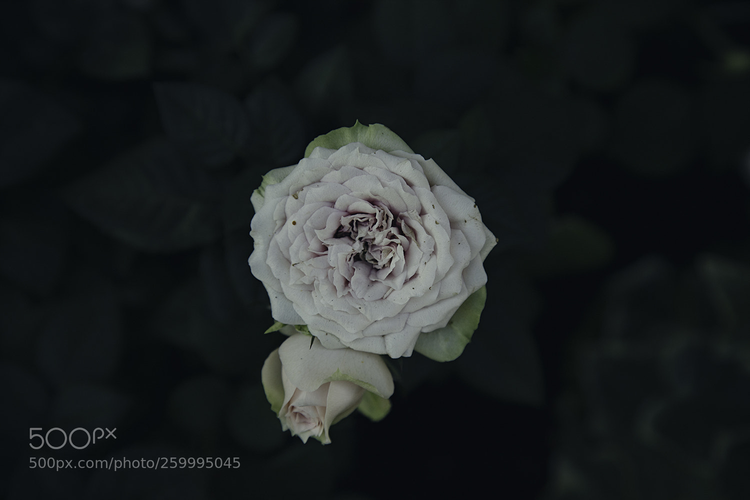 Sony a7R III sample photo. Rose photography