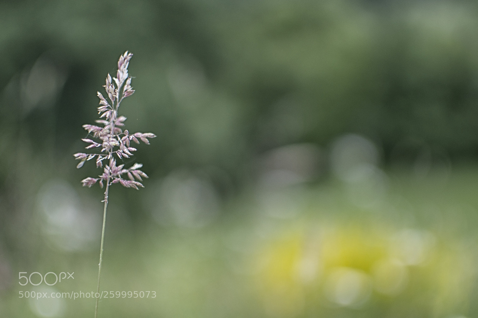 Nikon D3100 sample photo. . photography