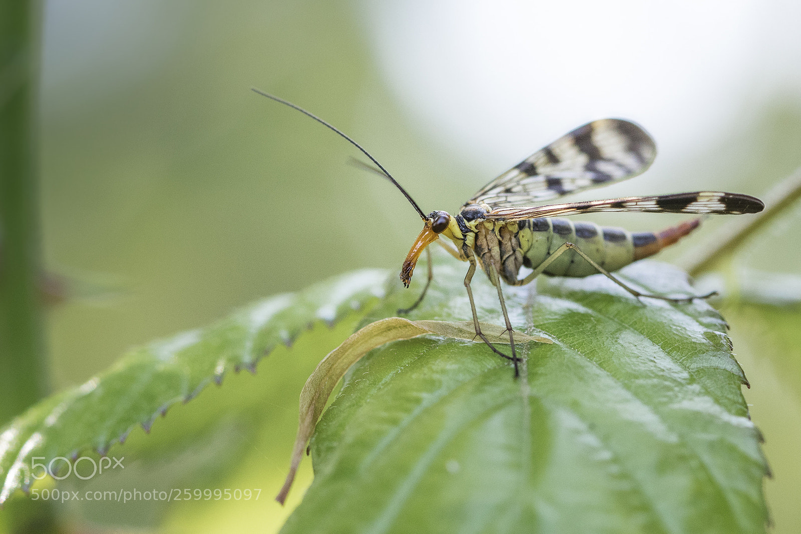 Canon EOS 7D Mark II sample photo. Mosca scorpione "panorpa communis" photography
