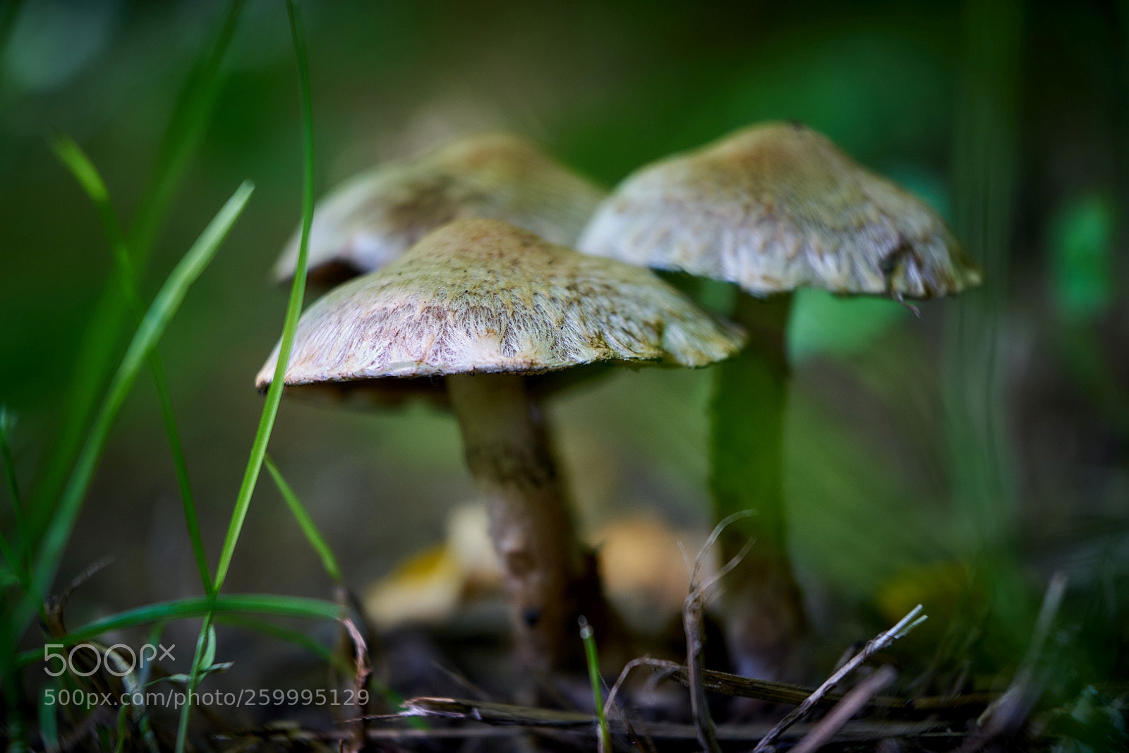 Sony a7 II sample photo. Mushrooms photography