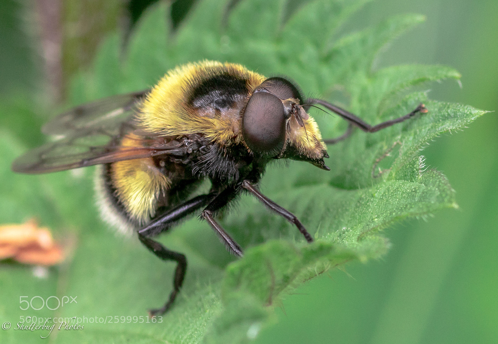 Canon EOS 80D sample photo. Mr bumble photography