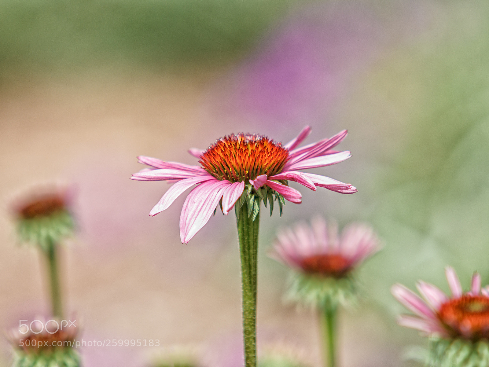 Canon EOS 60D sample photo. Cone flowers photography