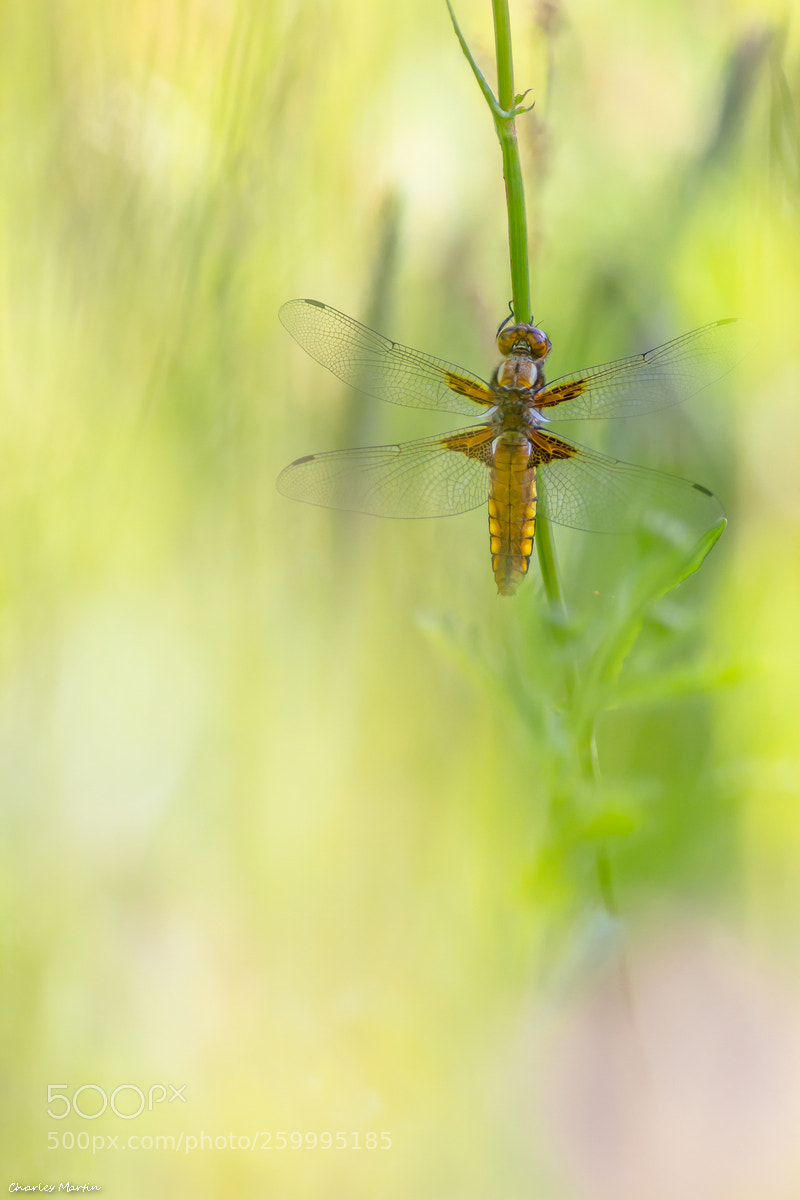 Canon EOS 7D sample photo. Libellula depressa photography