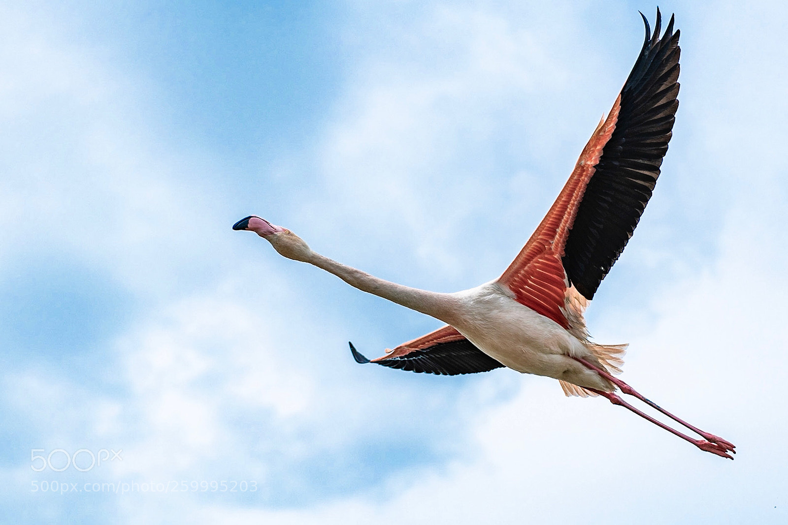 Nikon D850 sample photo. Flamingo photography