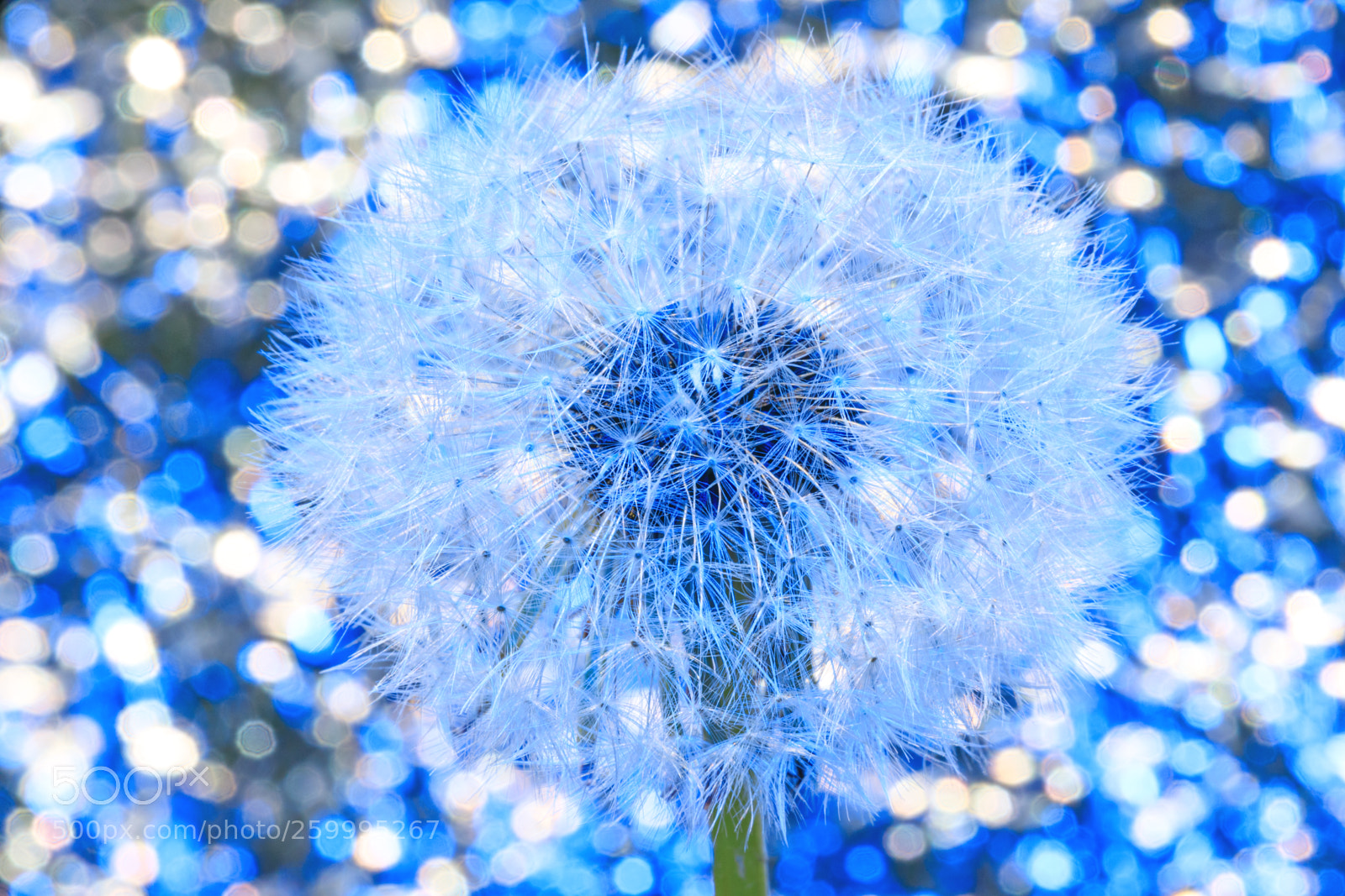 Canon EOS 5D Mark IV sample photo. Beautiful dandelion with seeds photography