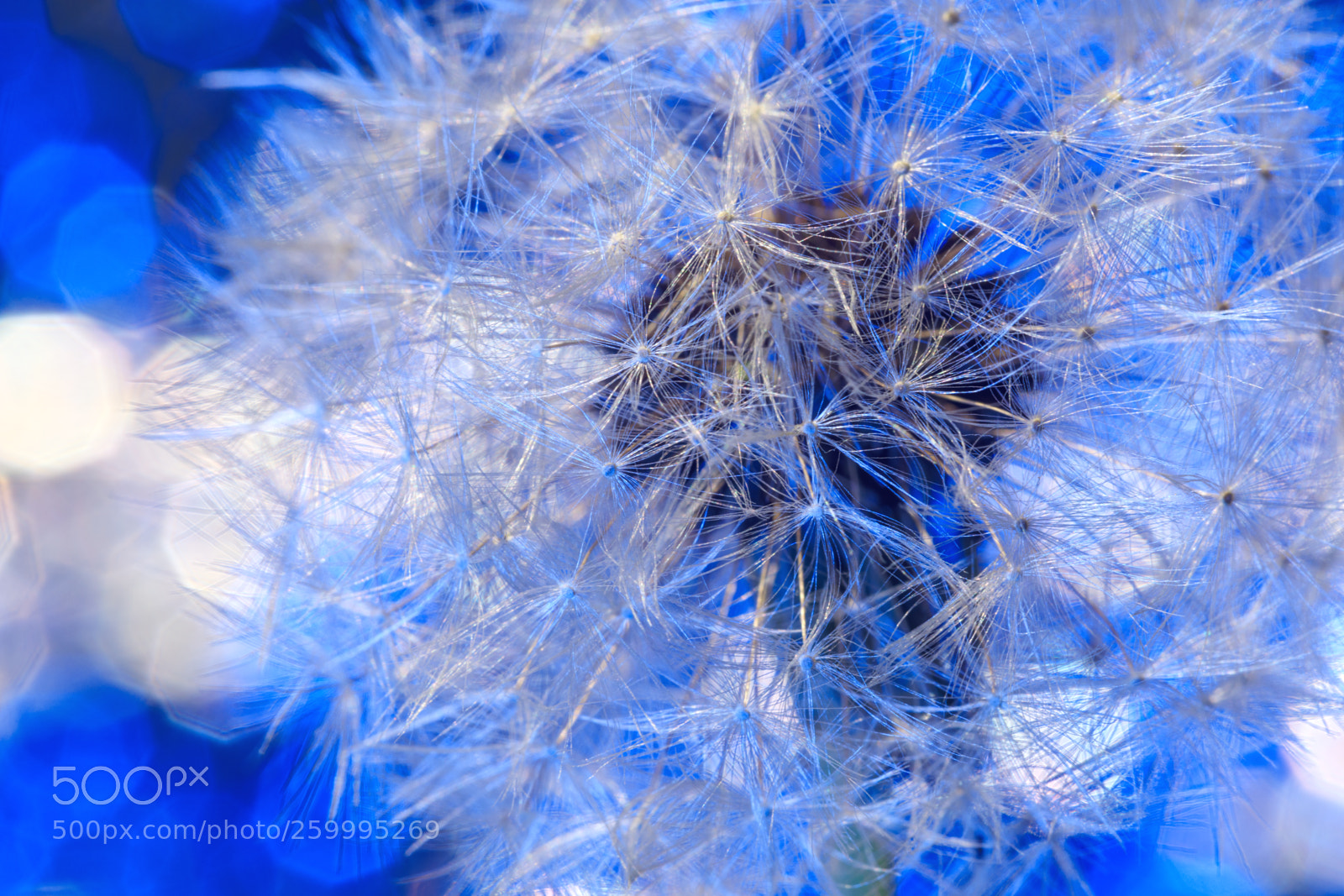 Canon EOS 5D Mark IV sample photo. Fragile fluff of dandelion photography