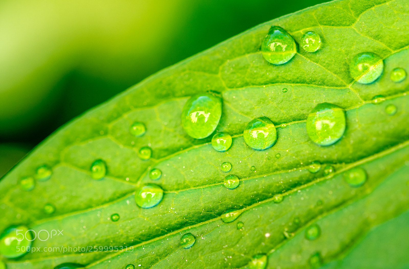 Nikon D7200 sample photo. Simple is beautiful photography