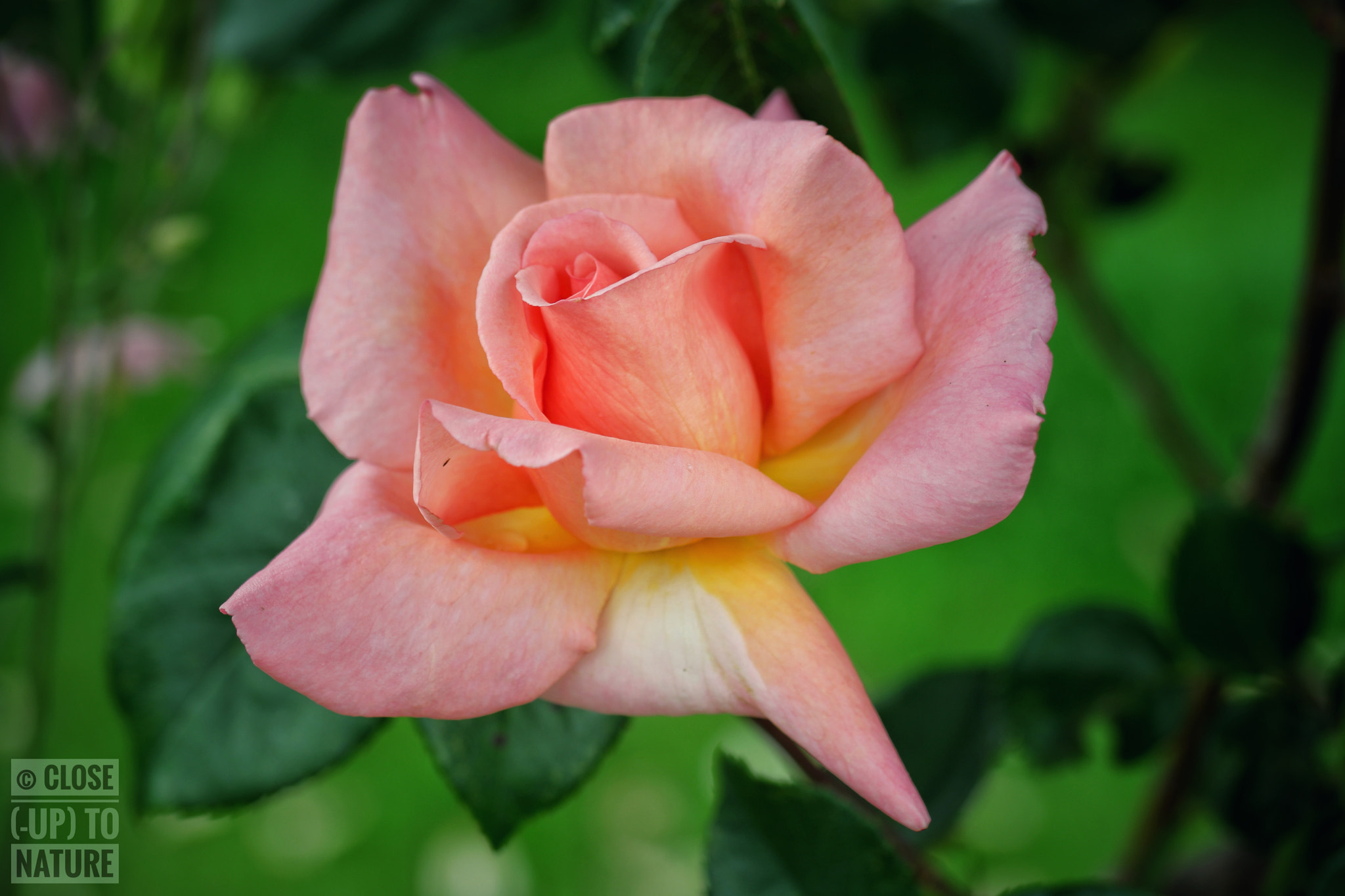 Samsung NX500 sample photo. Rosa chinensis (2) photography