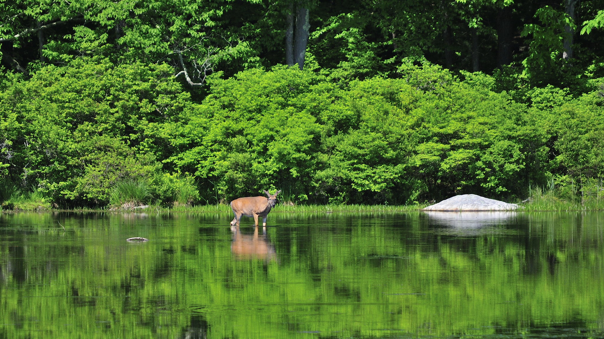 Nikon D300S sample photo. Wading deer reflection photography