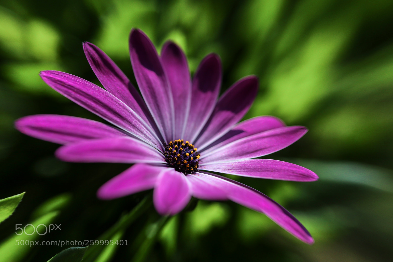 Canon EOS 6D sample photo. Aster photography