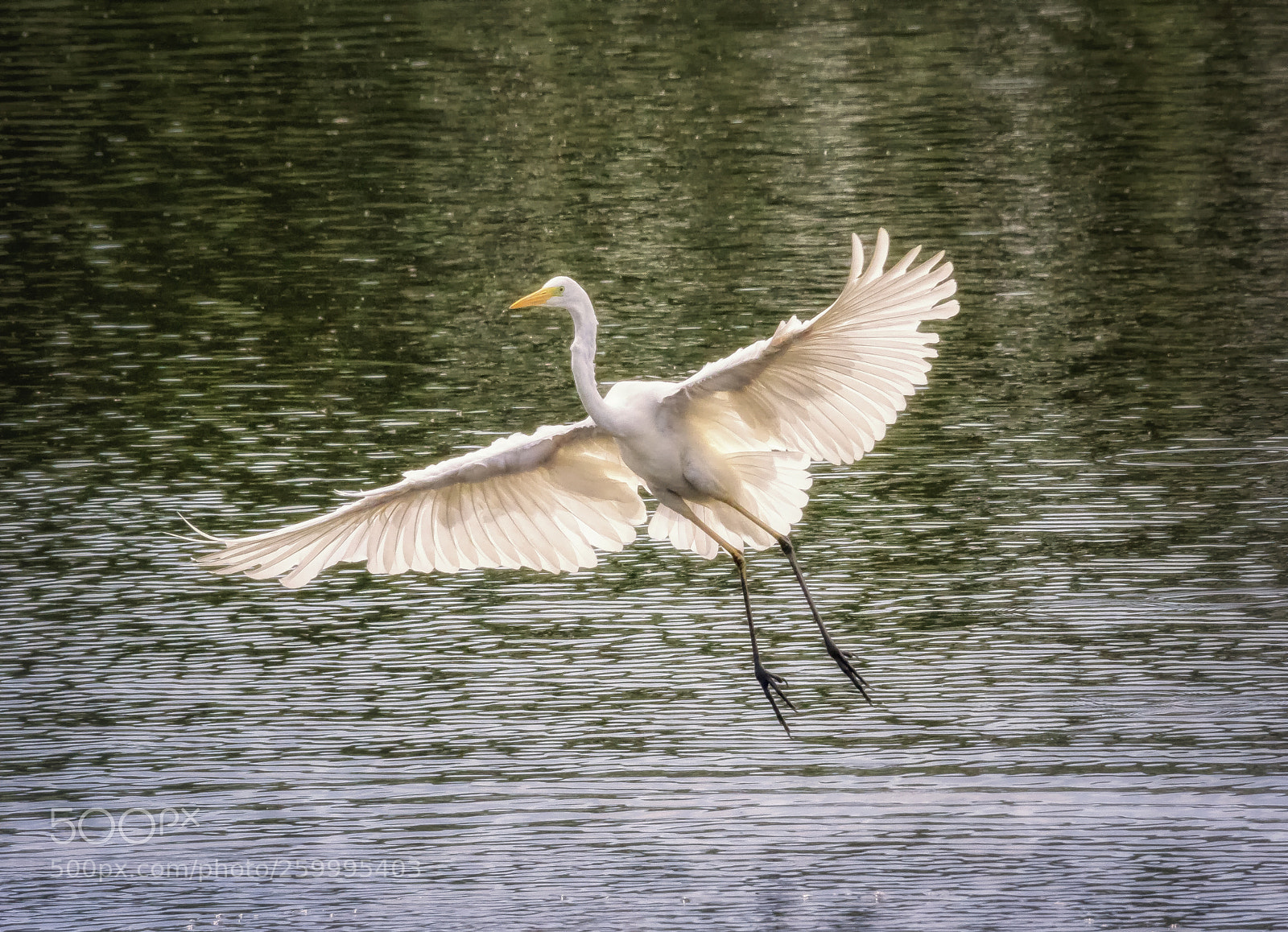Canon EOS 7D sample photo. Silberreiher / great egret photography