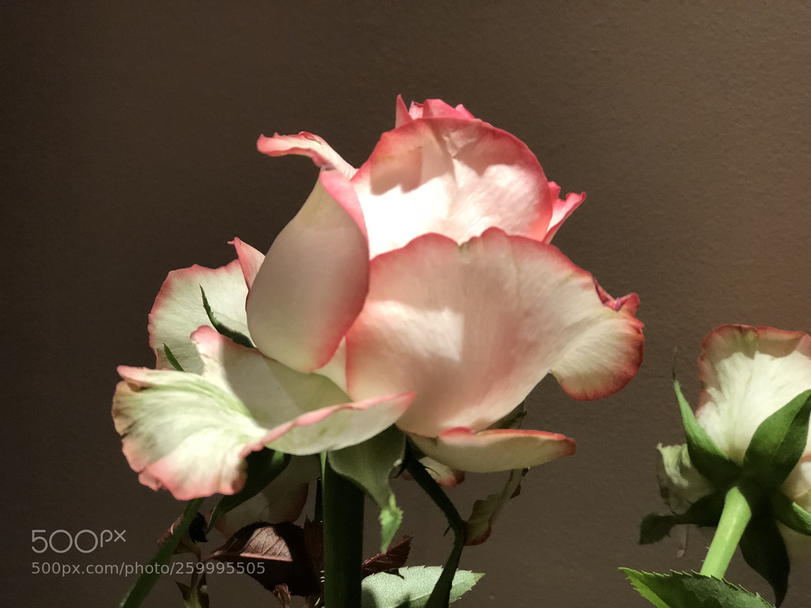 Apple iPhone 8 Plus sample photo. Untitled photography