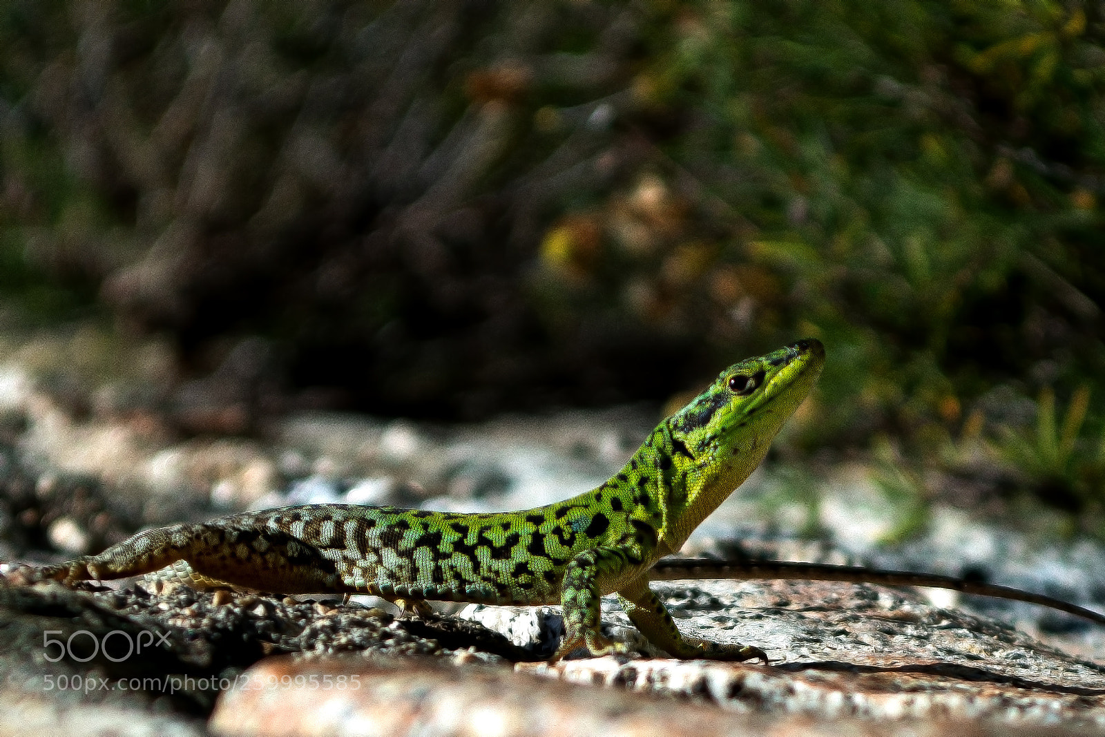 Nikon D5200 sample photo. Green breath photography