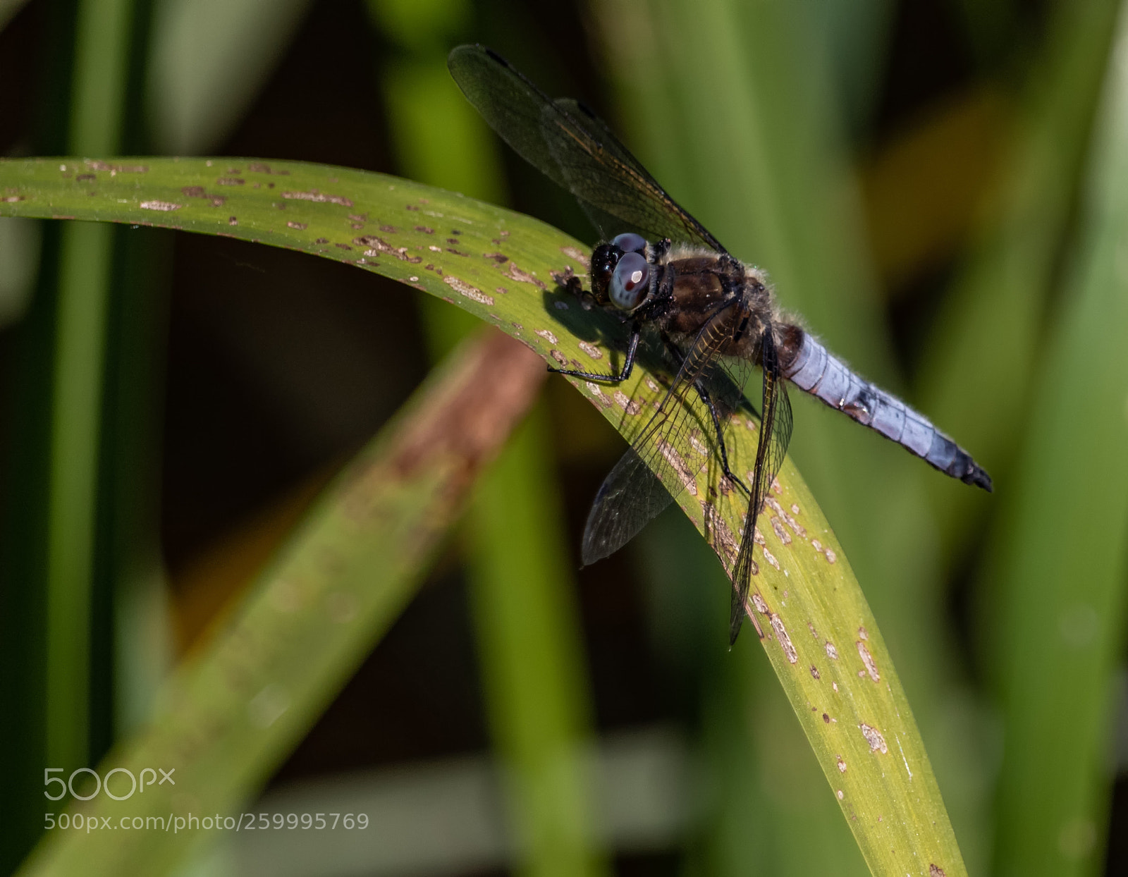 Canon EOS 80D sample photo. Dragonfly #7 photography
