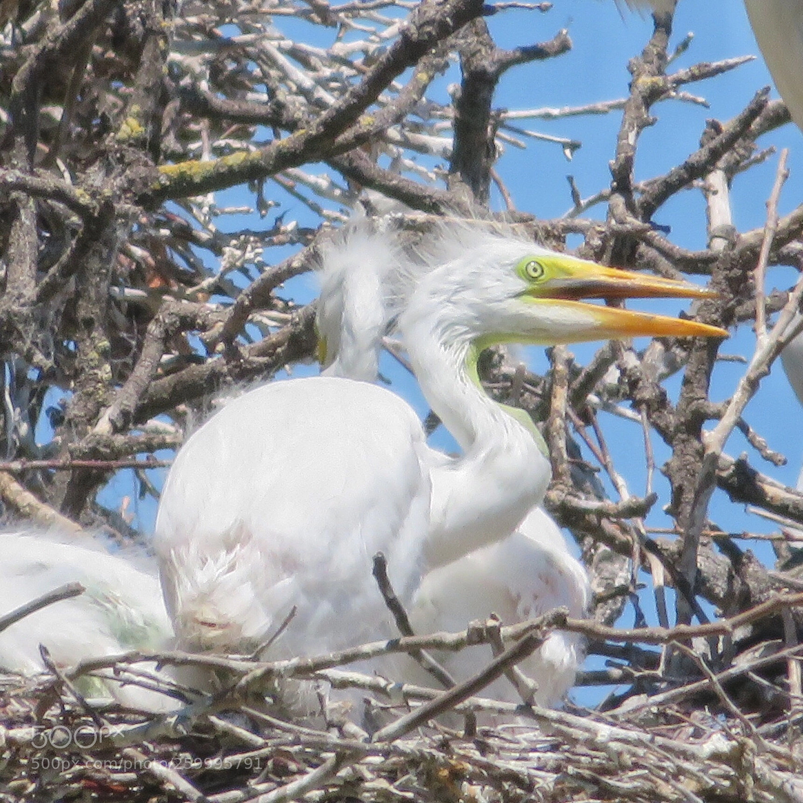 Canon PowerShot SX720 HS sample photo. Great egret hatchling photography