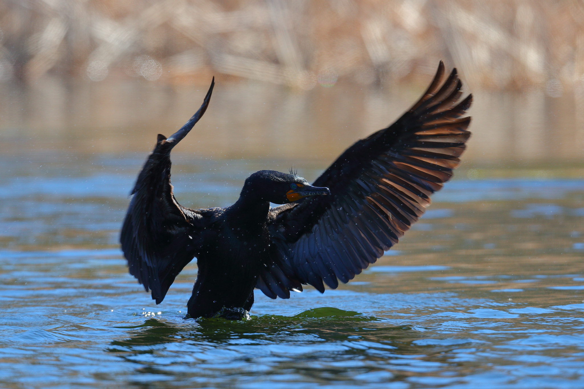 Canon EF 600mm F4L IS II USM sample photo. Great cormorant photography