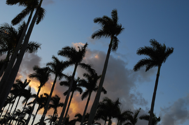 Nikon D60 sample photo. Td photography