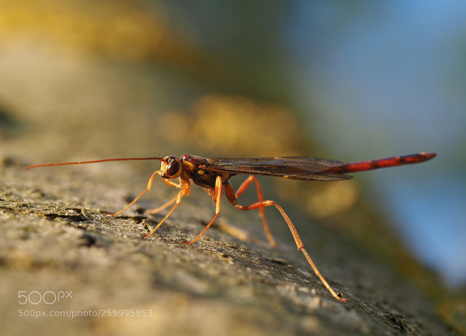 Olympus OM-D E-M1 Mark II sample photo. Schlupfwespe / parasitic wasp photography
