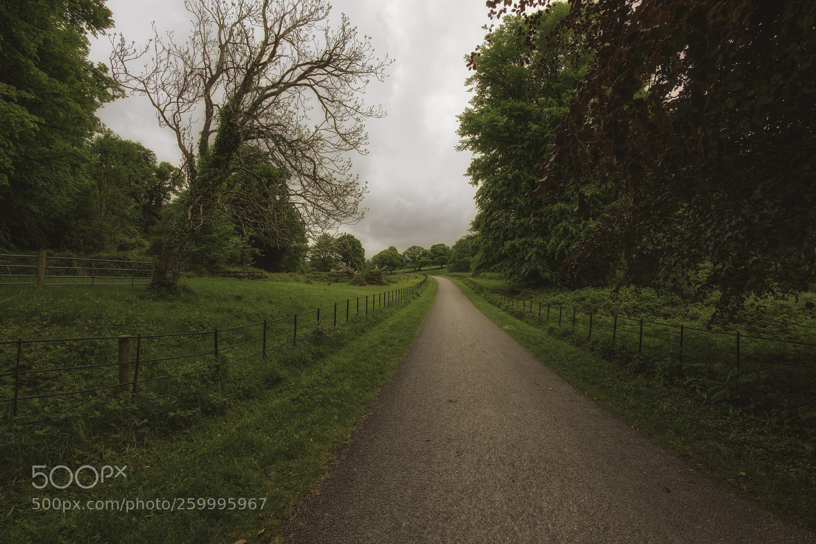 Nikon D810 sample photo. The road out photography