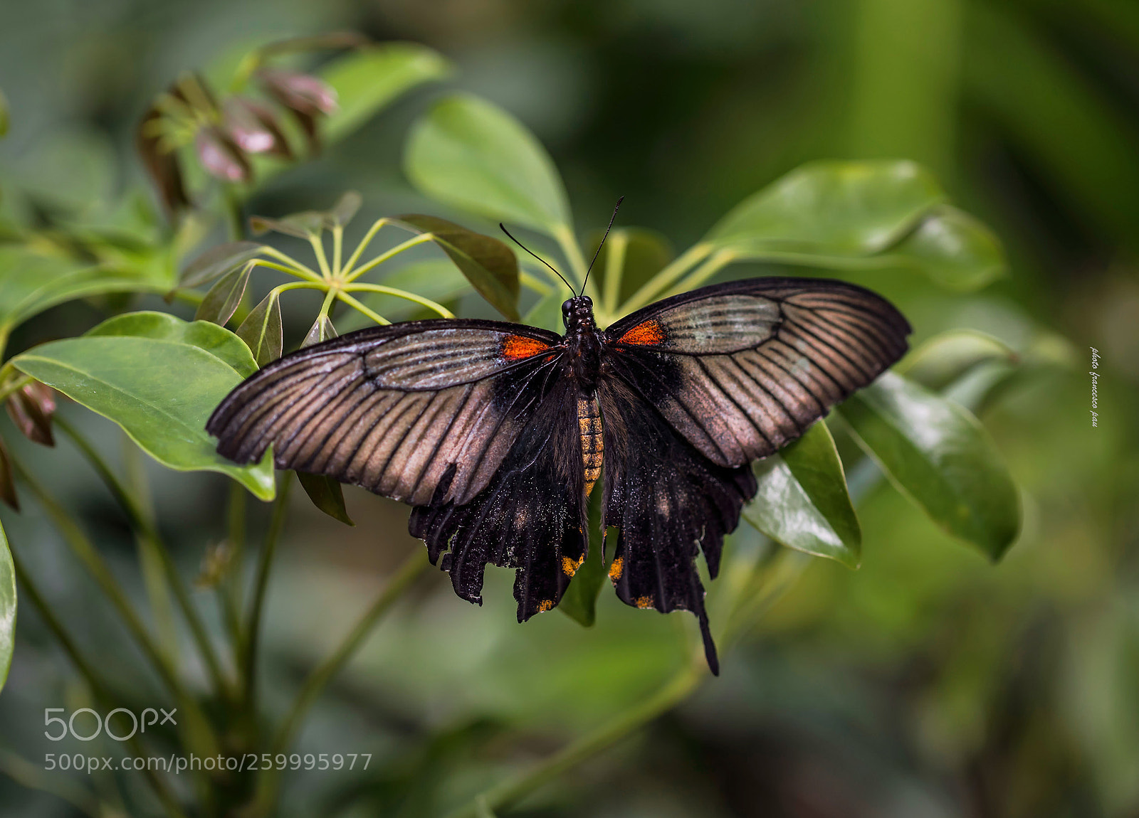Canon EOS 5D Mark IV sample photo. Butterfly photography