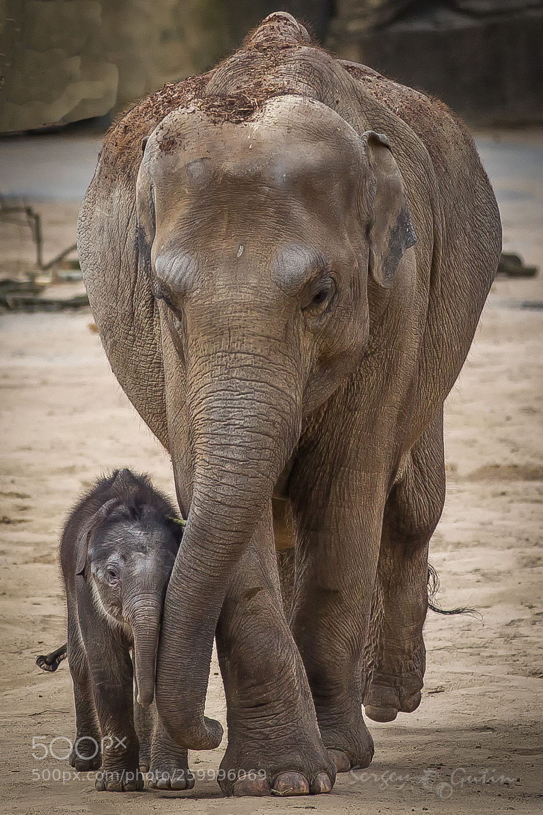 Canon EOS-1D Mark IV sample photo. Animal 2017 photography