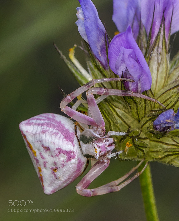 Nikon D7200 sample photo. Aranya cranc blanca rosa photography