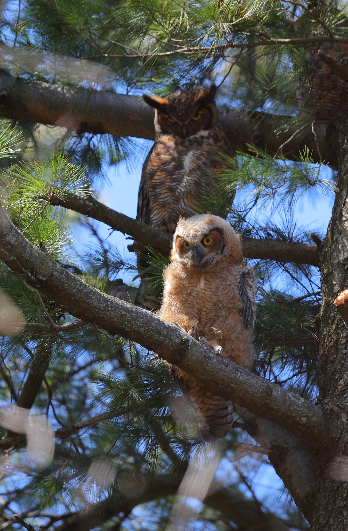 Canon EF 600mm F4L IS II USM sample photo. Owl photography