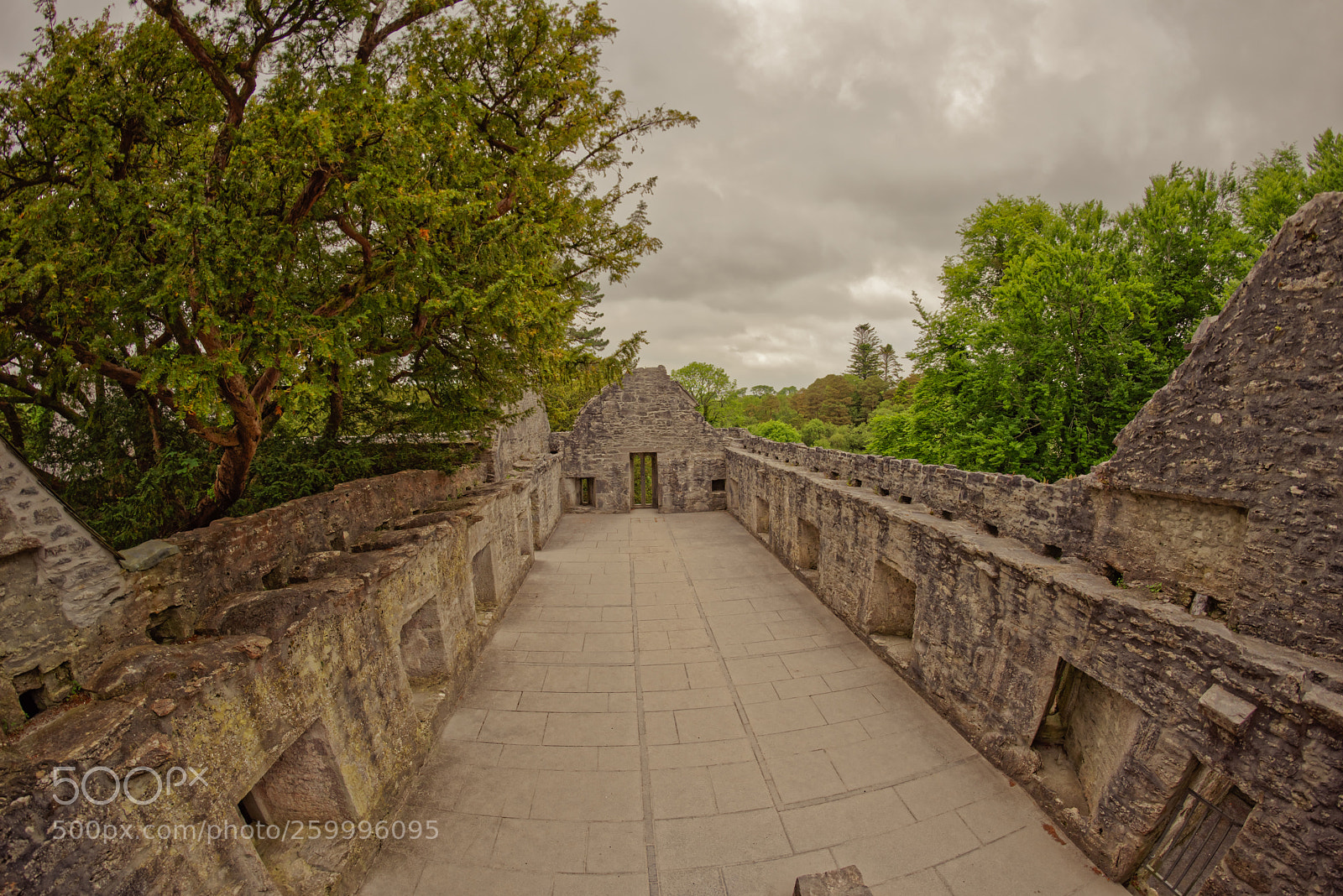 Nikon D810 sample photo. Muckross abbey killarney ireland photography