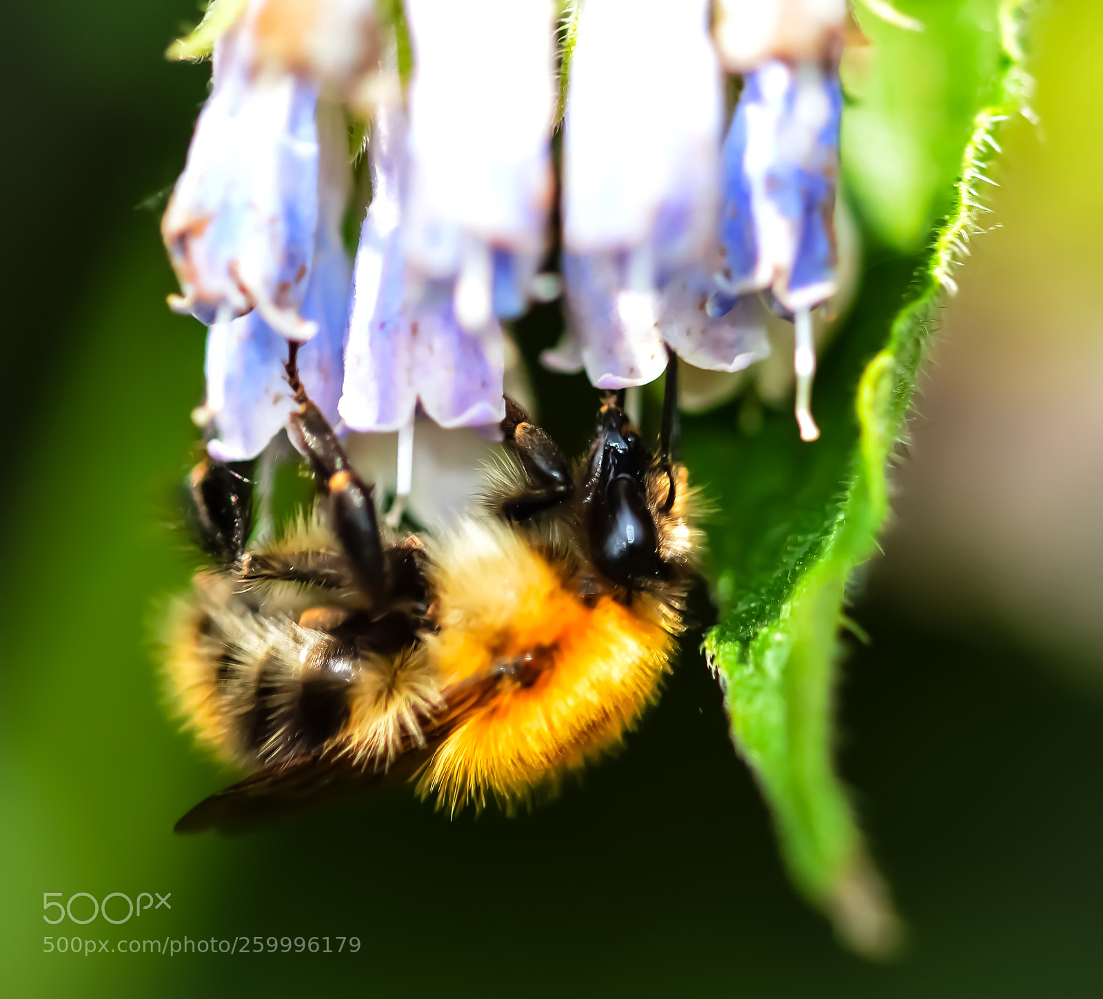 Nikon D3200 sample photo. Working bee photography