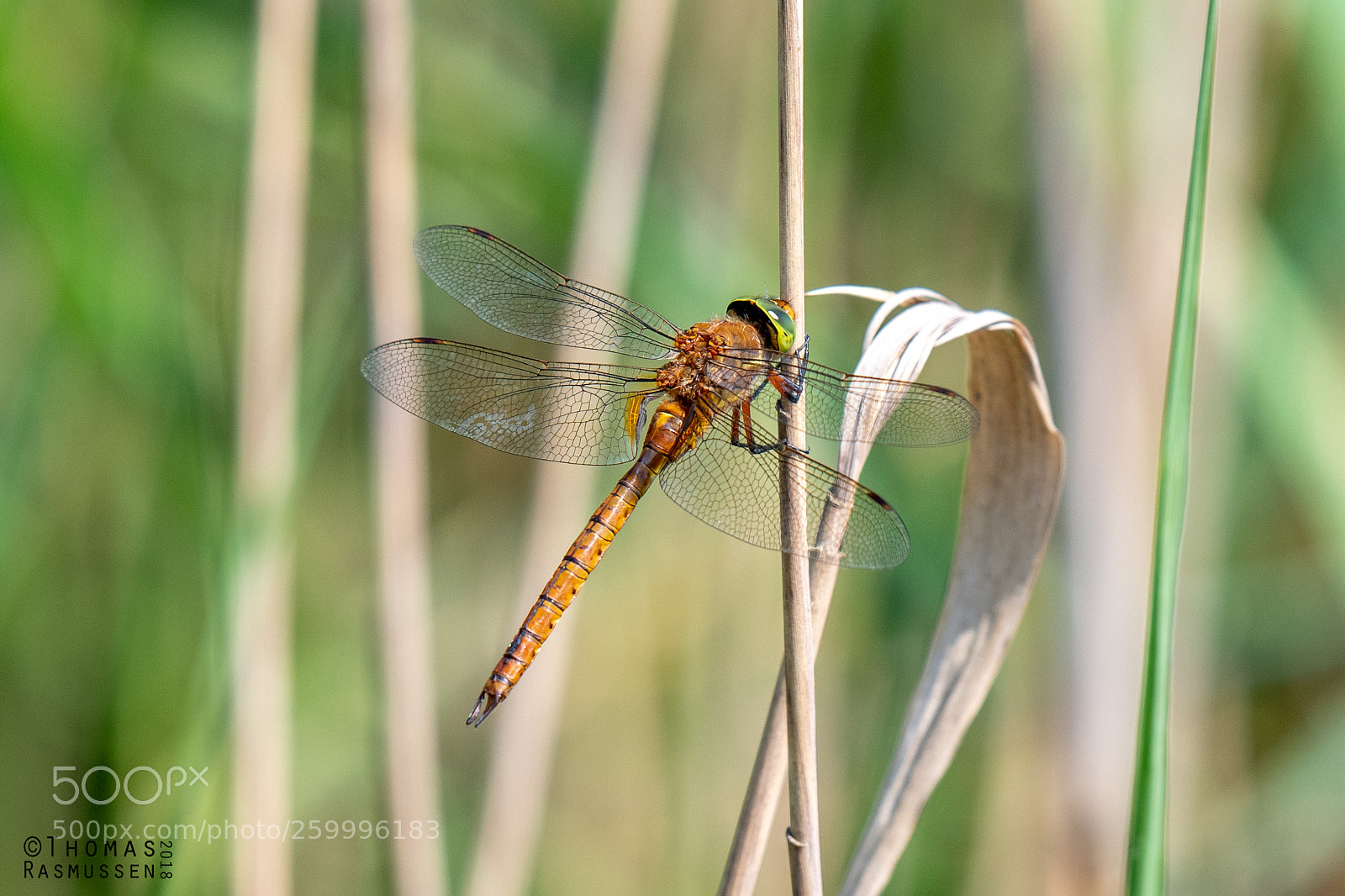 Nikon D500 sample photo. Male norfolk hawker da photography