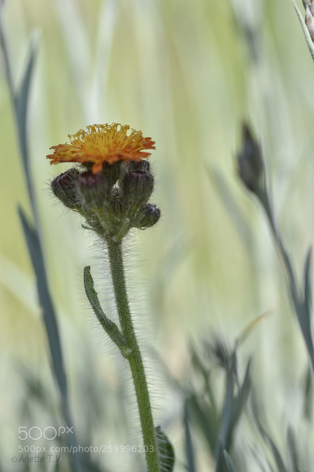 Nikon D5500 sample photo. In the shadow.. photography