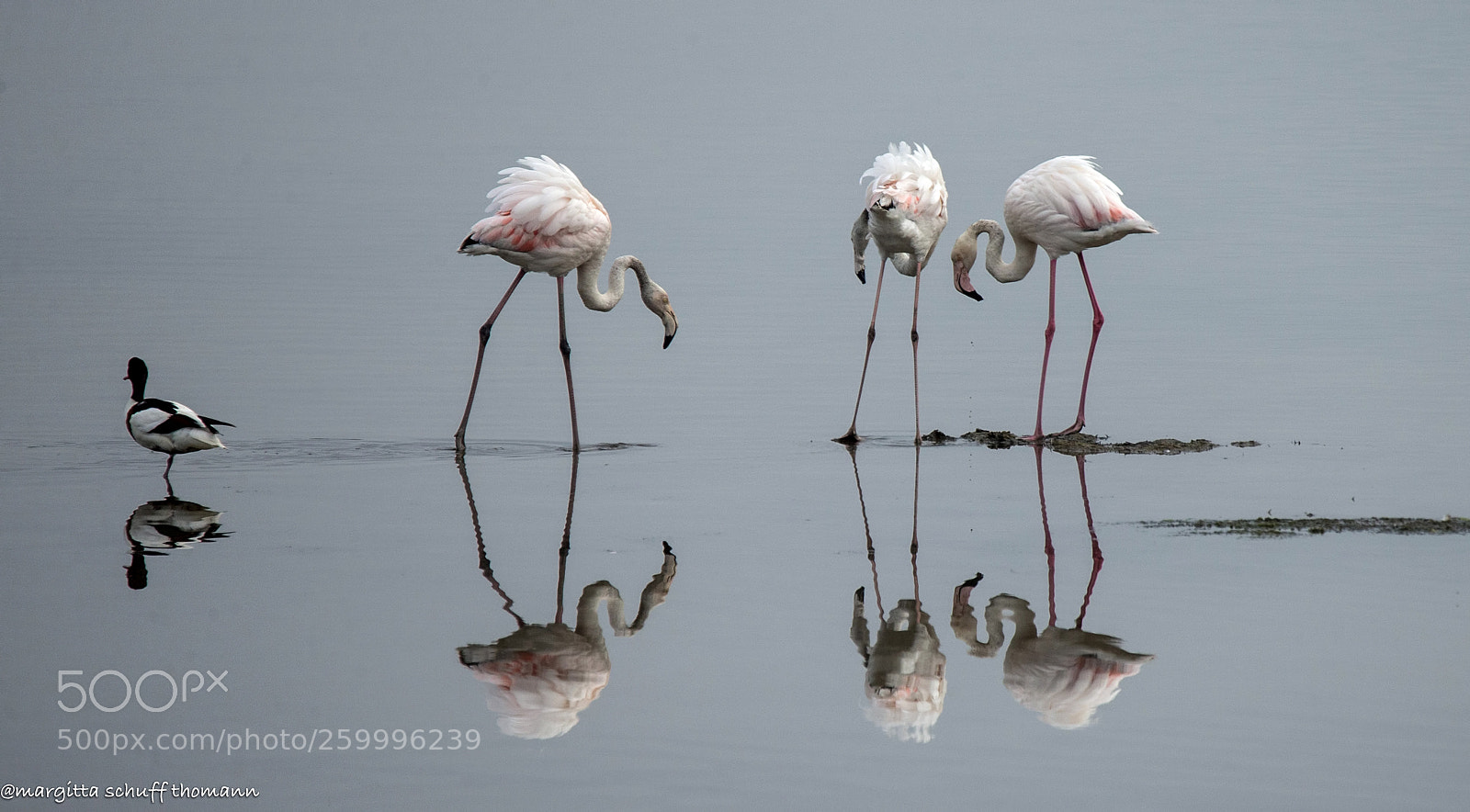 Canon EOS-1D X sample photo. Flamingos and shelduck .. photography