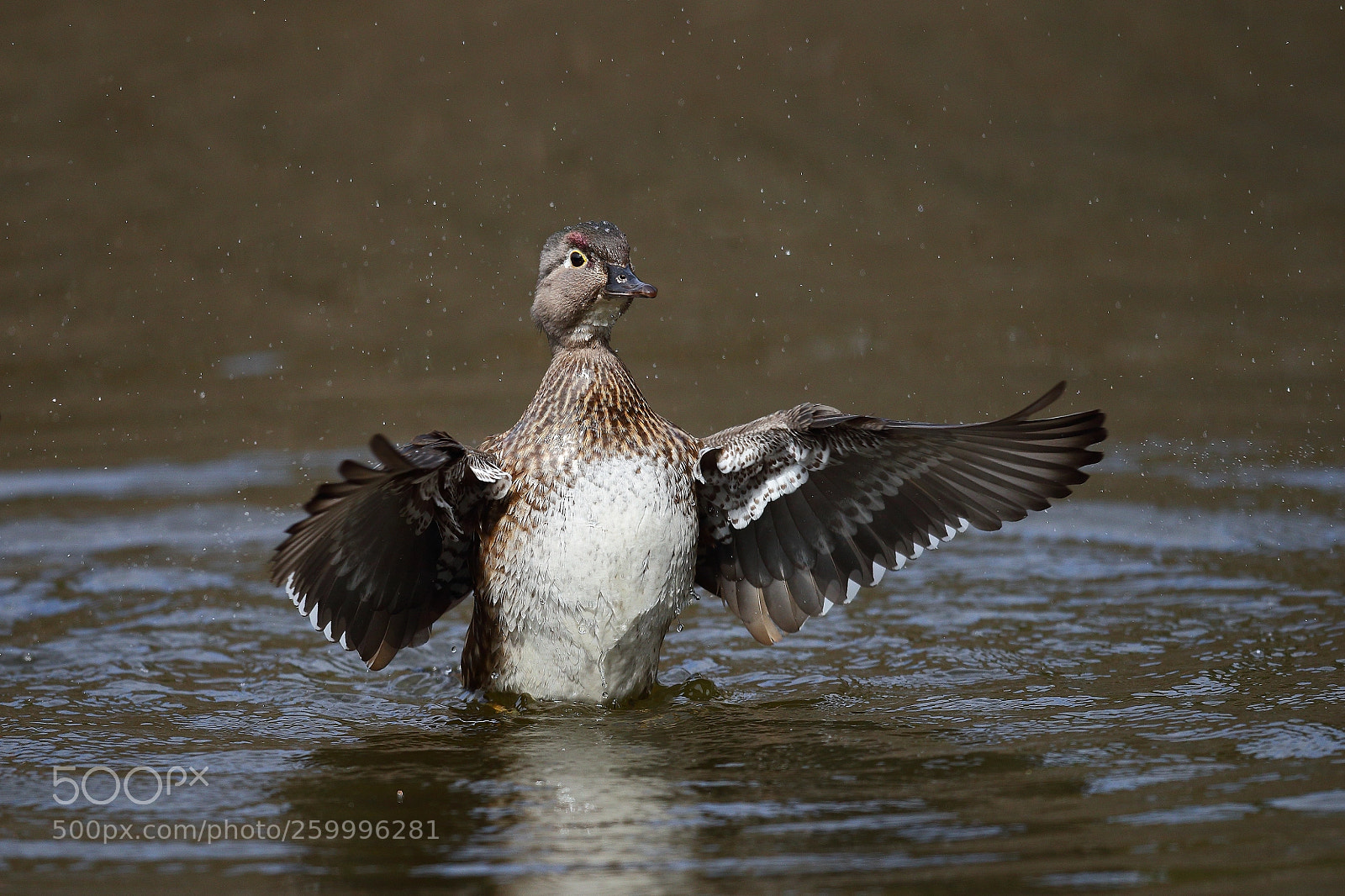 Canon EOS-1D X Mark II sample photo. Wood duck photography
