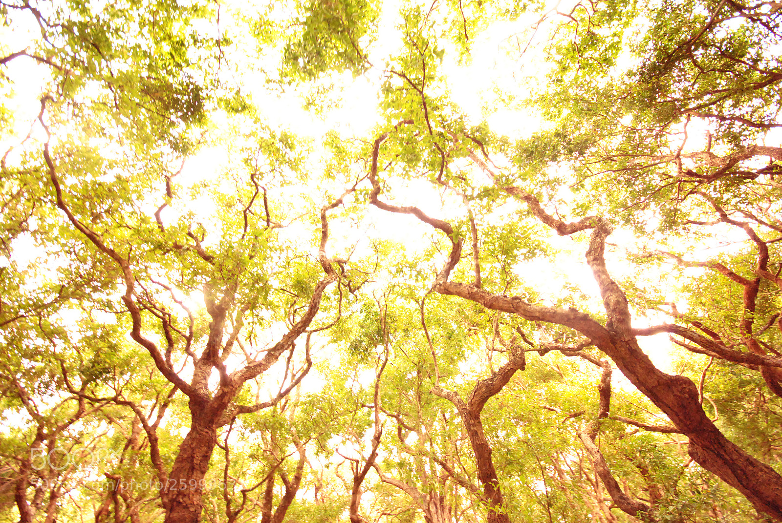 Nikon D3000 sample photo. Tentacles photography