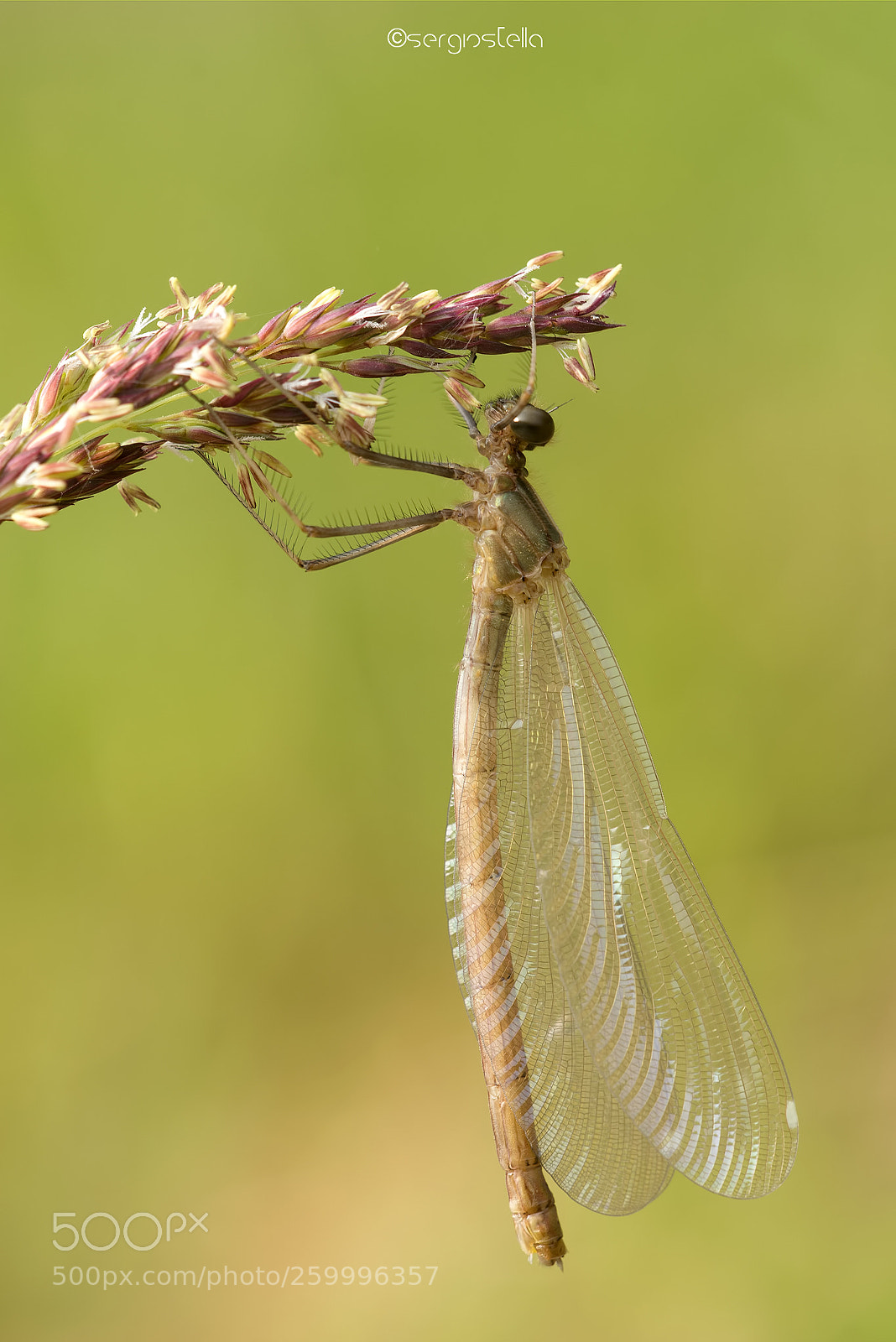Nikon D610 sample photo. Banded demoiselle photography