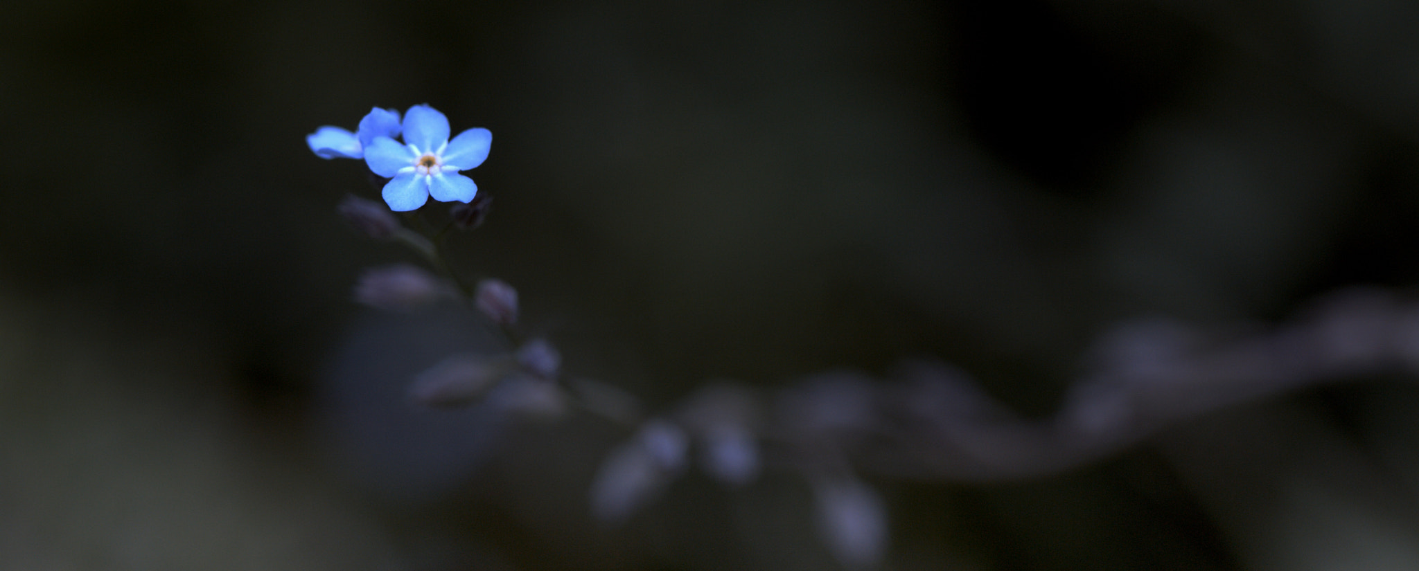 Canon EF 100mm F2.8 Macro USM sample photo. Forgotten.... photography
