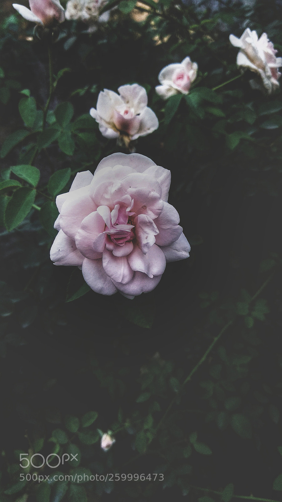 Xiaomi Redmi Note 4 sample photo. Untitled photography