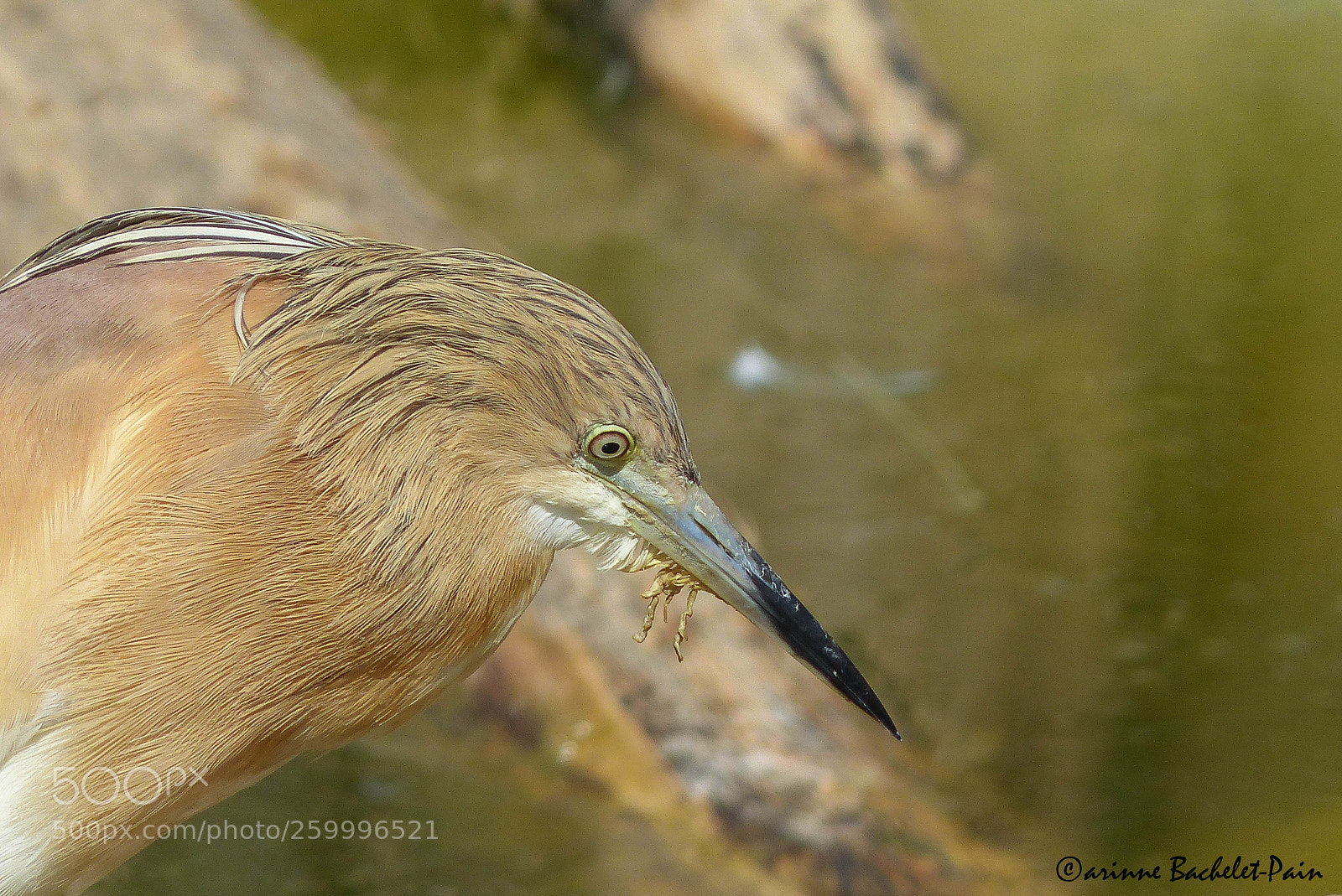 Panasonic Lumix DMC-FZ200 sample photo. Heron photography