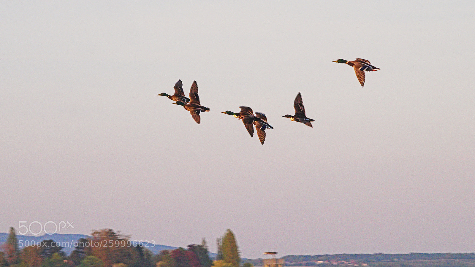 Pentax K-S2 sample photo. Dusk race photography