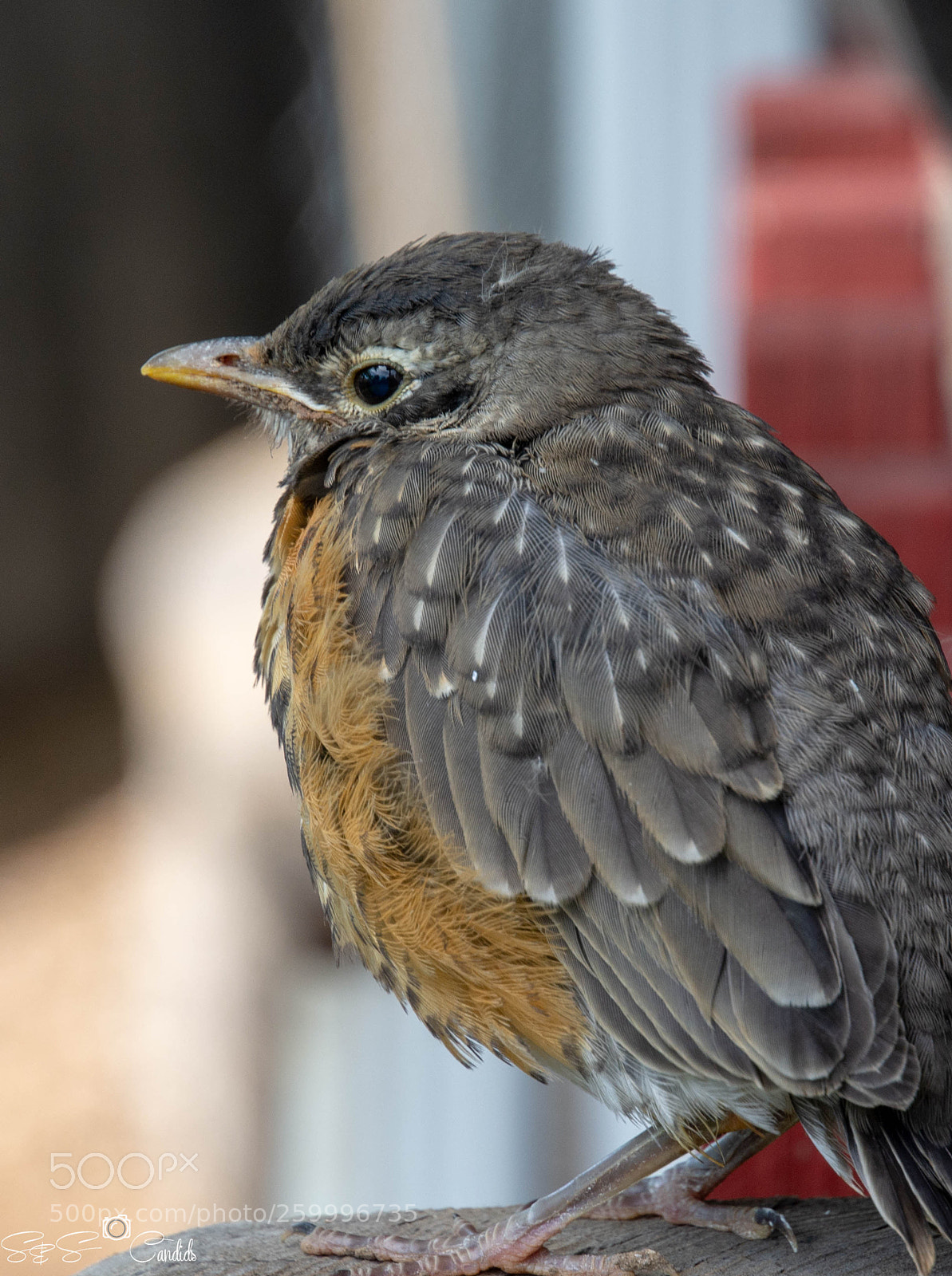 Nikon D7100 sample photo. Baby bird photography