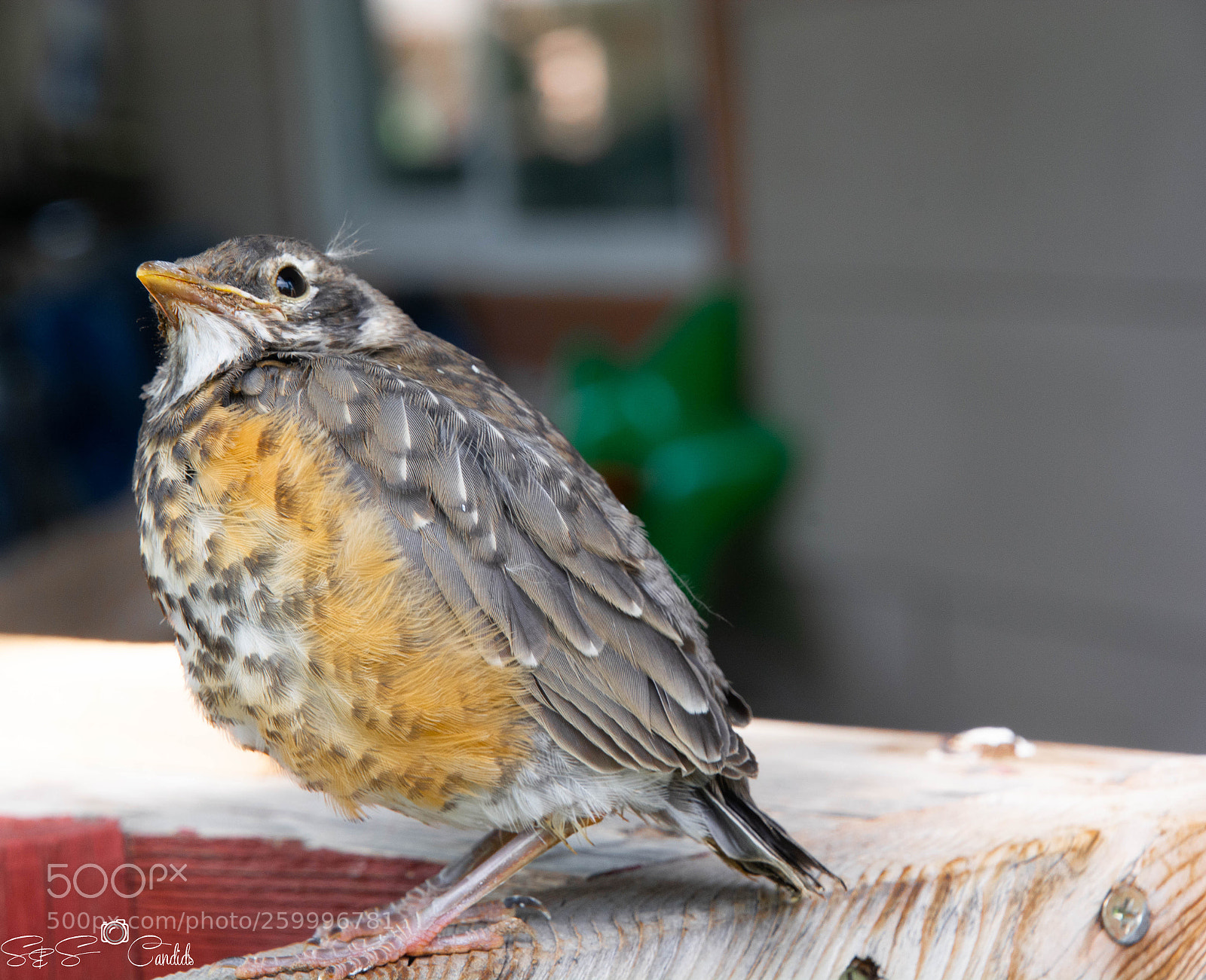 Nikon D7100 sample photo. Baby bird looking at photography
