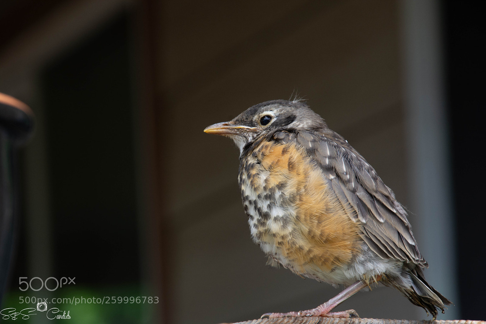 Nikon D7100 sample photo. Baby bird no edit photography