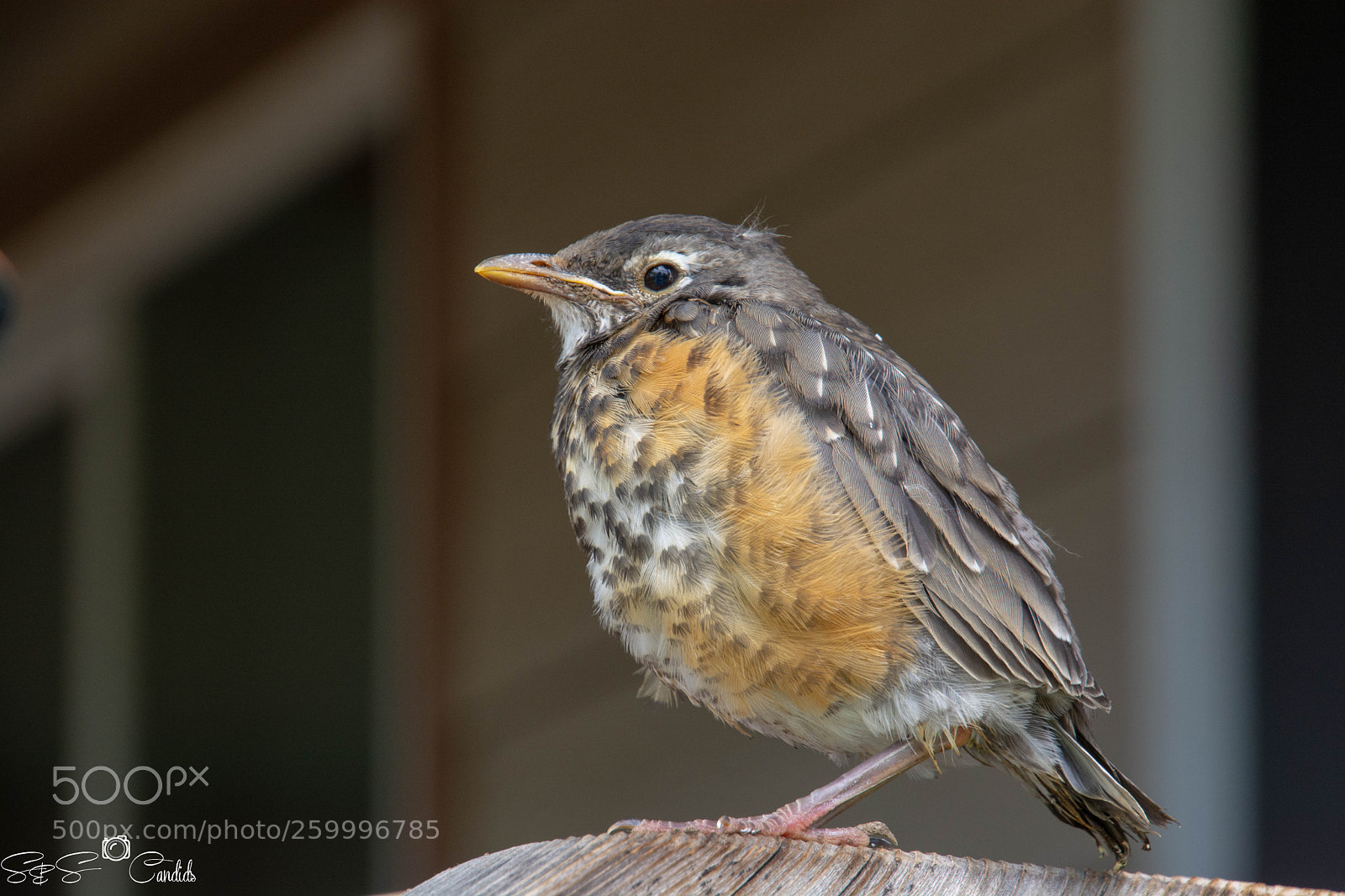 Nikon D7100 sample photo. Baby bird photography
