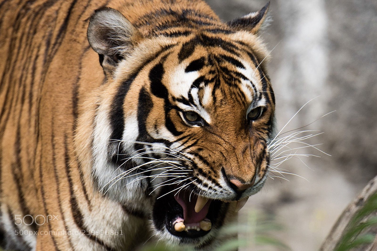 Nikon D750 sample photo. I am the tiger photography