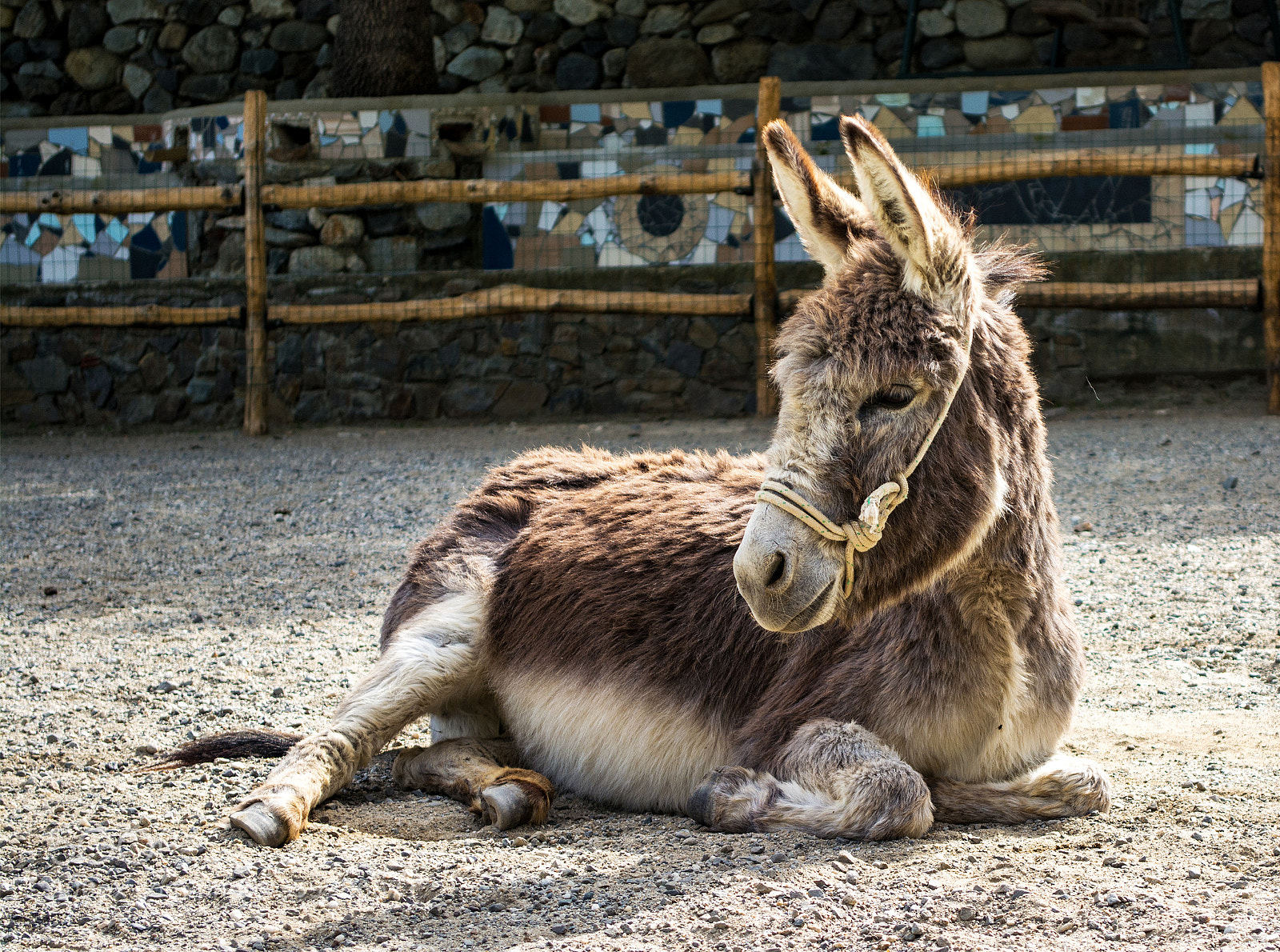 Nikon D5200 sample photo. Donkey photography