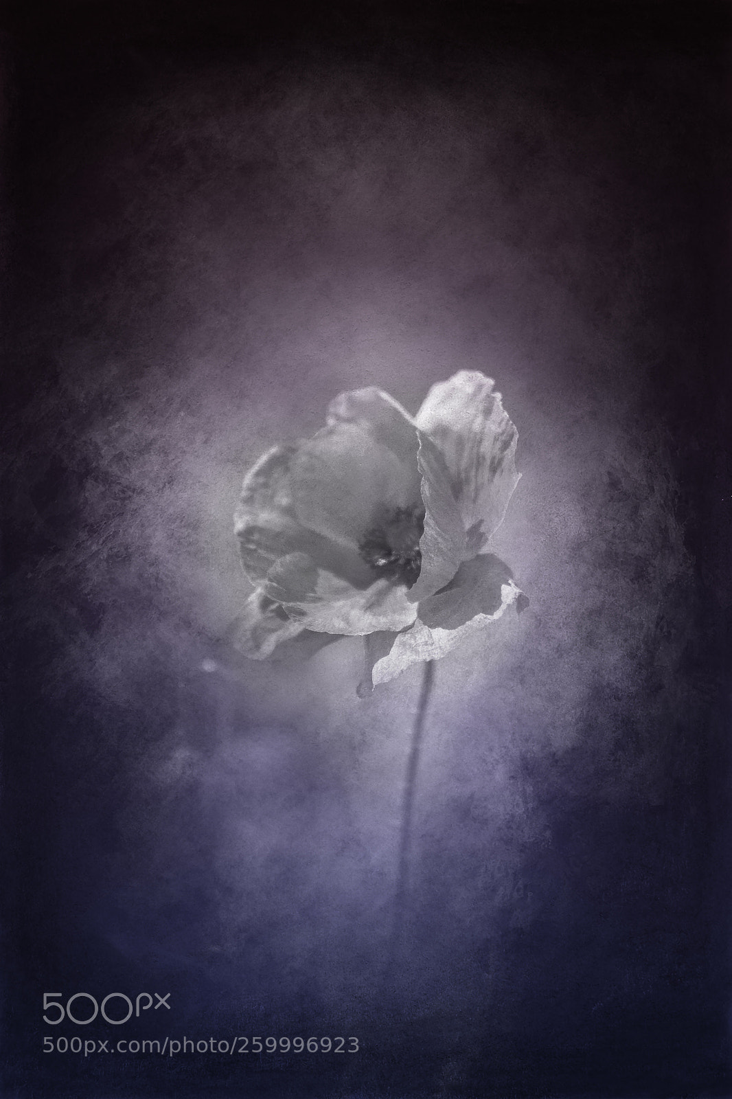 Canon EOS 60D sample photo. Poppy photography
