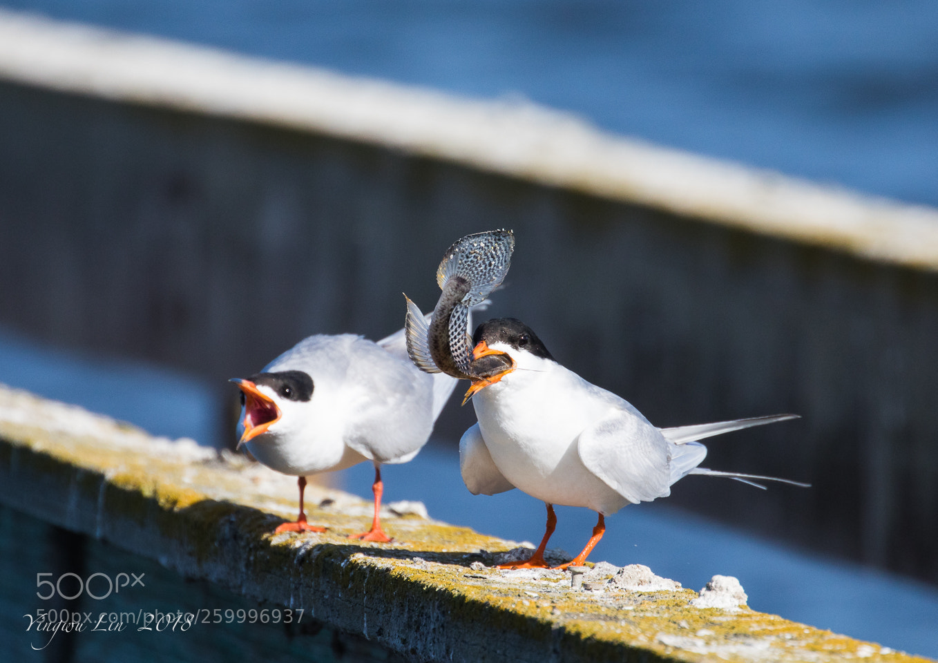 Canon EOS 5D Mark IV sample photo. Img 0247-1.jpg tern catch photography