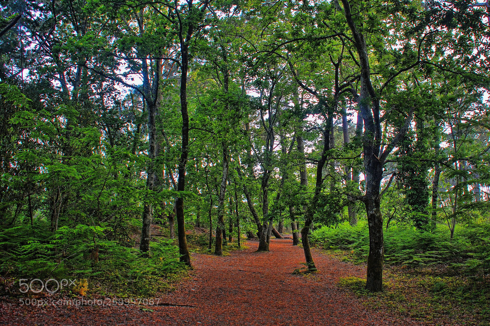 Nikon D90 sample photo. Invitation for the walk photography