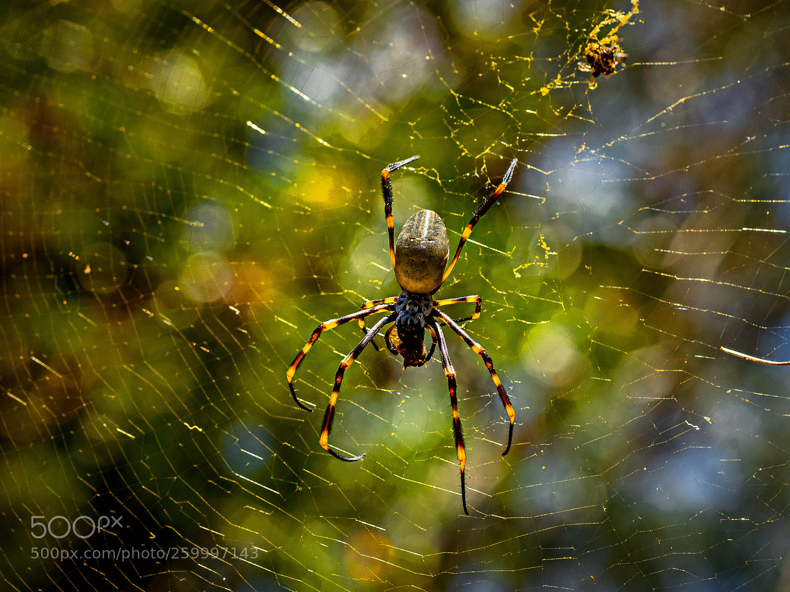 Olympus OM-D E-M1 sample photo. Said the spider to photography