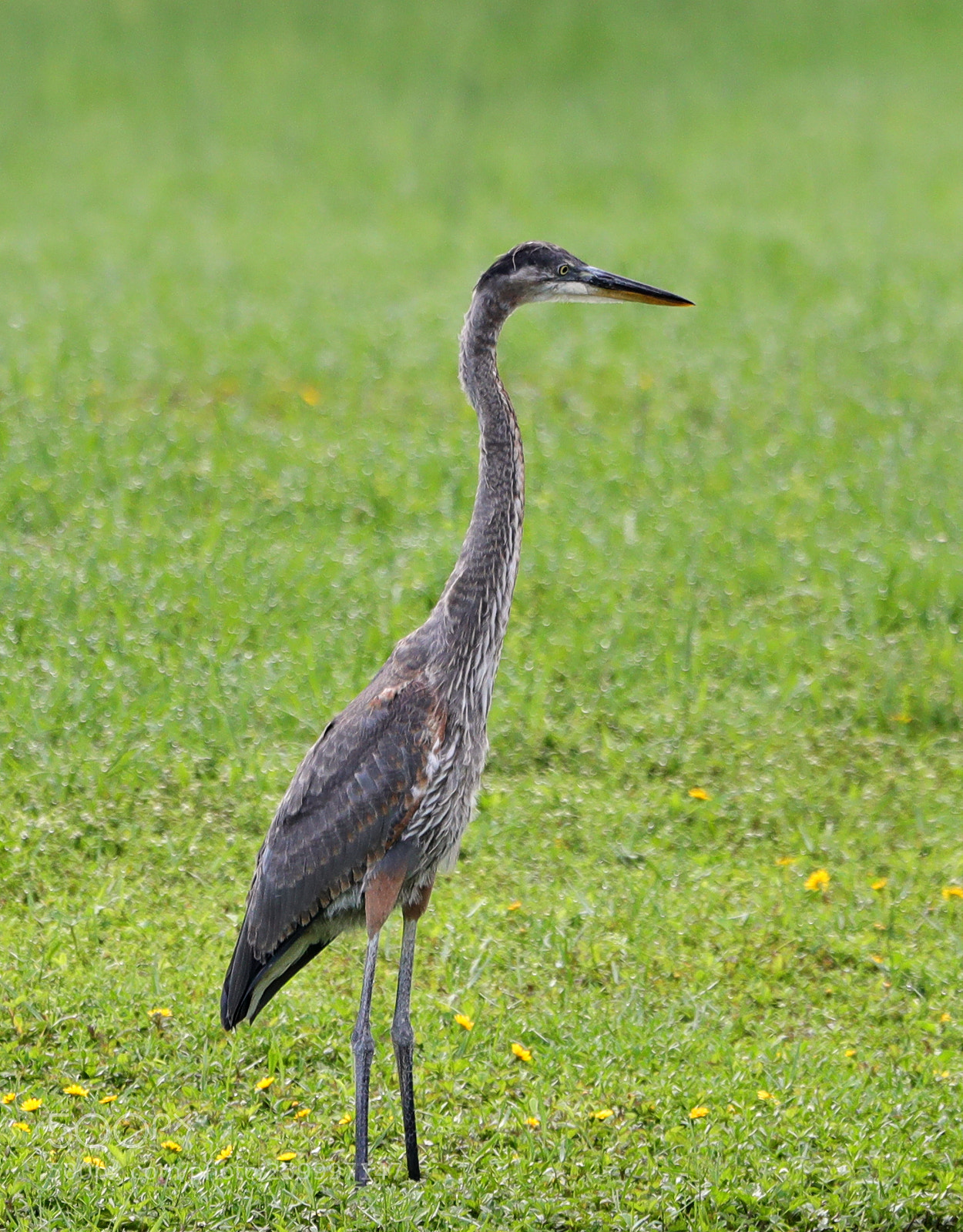 Canon EOS-1D X Mark II sample photo. 05-29-18-0020411.jpg photography